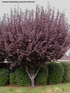 Prunus cerasifera 'Krauter Vesuvius'